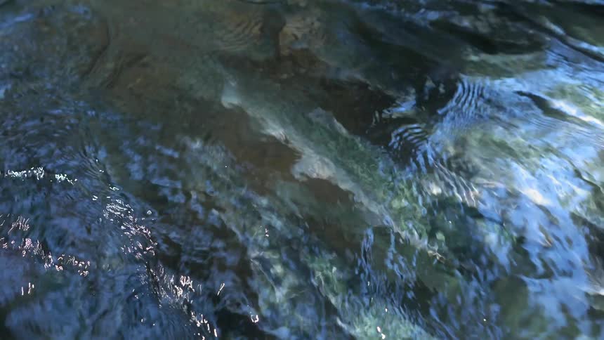 Fish swimming in the water