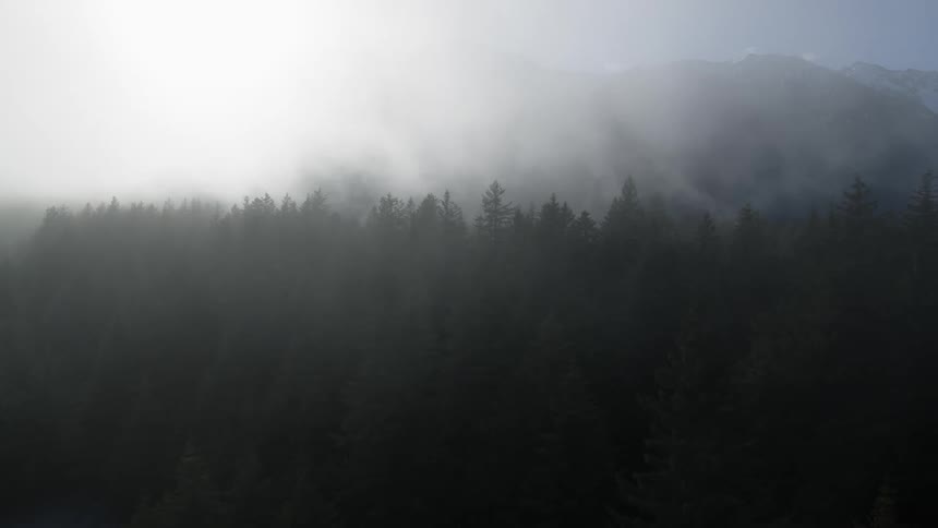 Pine forest under the mist near mountains at dawn