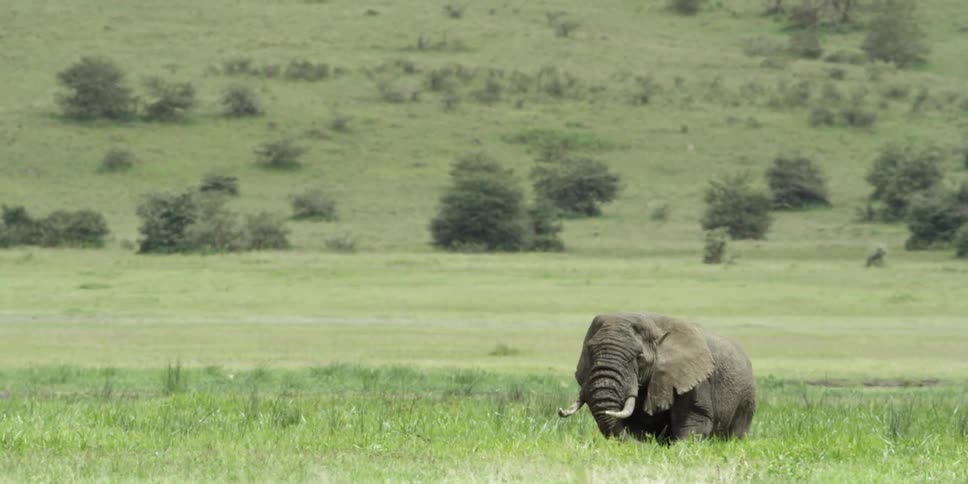 An elephant stands in a grassy field on a sunny day
