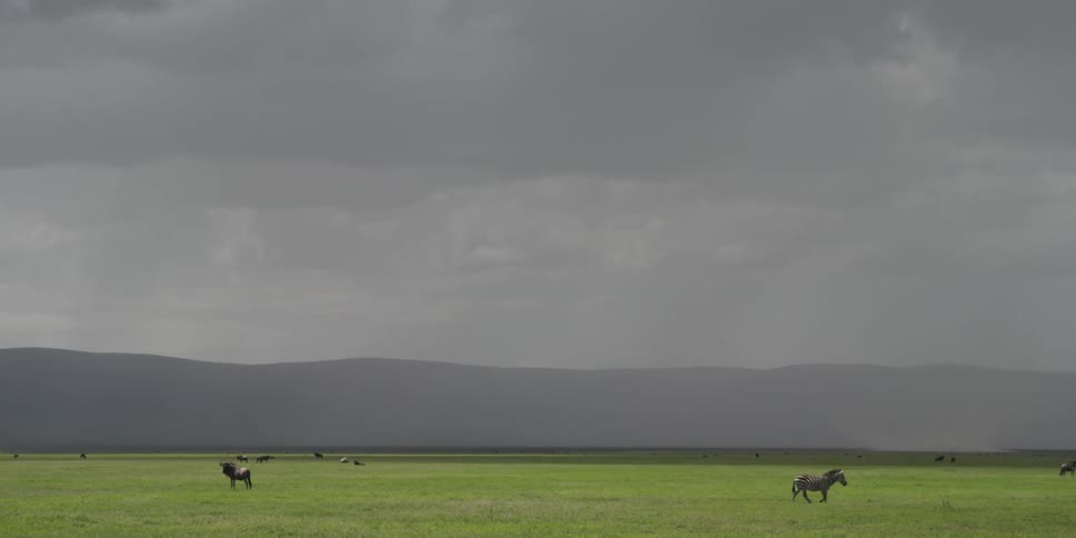 Horses are grazing and walking across a field on cloudy day