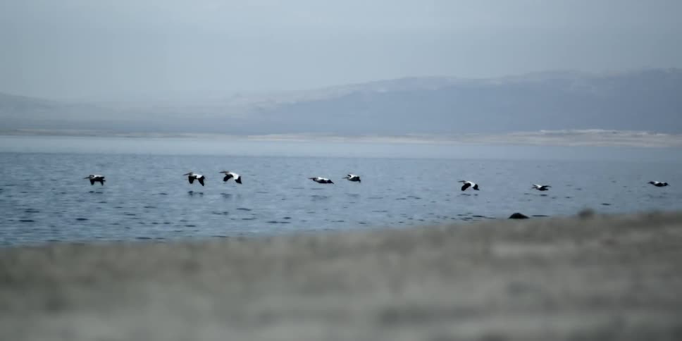 Birds are flying low to the water of this lake on a foggy day