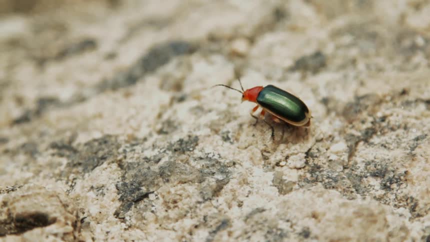 An insect is walking over a rock