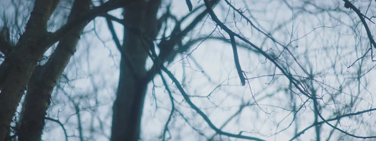 Bare tree branches against a gray sky