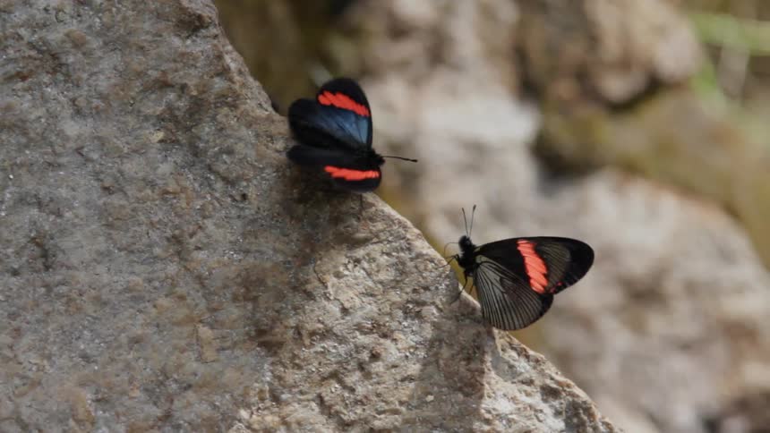 Two black and red butterflies flapping their wings