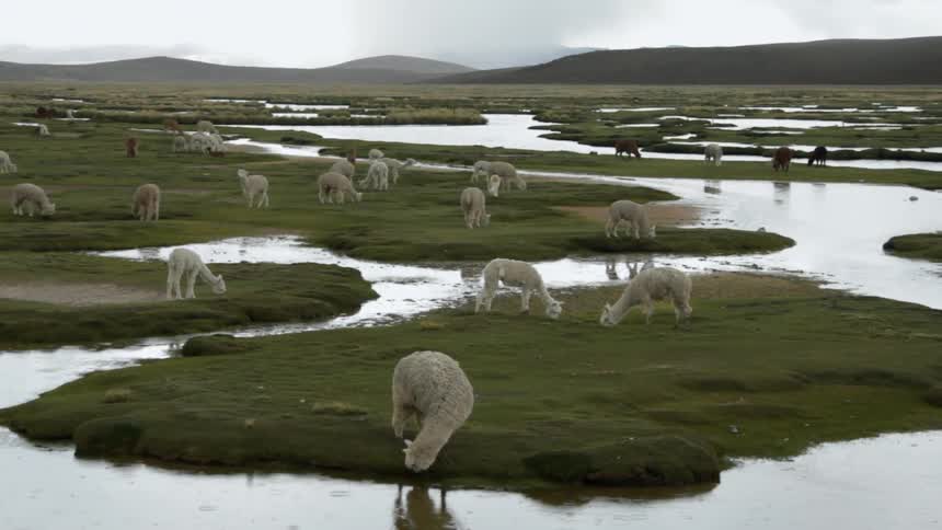 Sheep are standing on a large swampy field grazing on grass