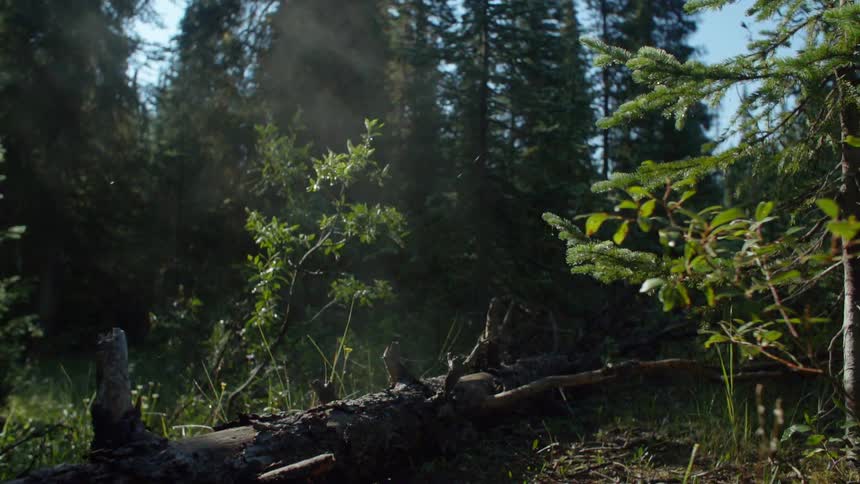 Smoke is seen in the background of a forest with a large downed tree