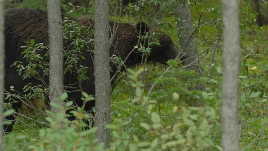 A bear walking through a forest