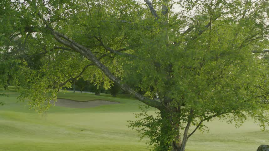 The grass on a golf course
