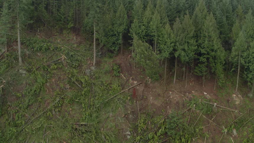 A tree falling in a forest with many trees on the ground