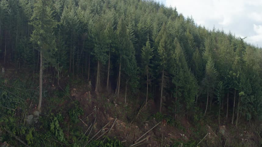 Aerial view of a tree falling down in the forest