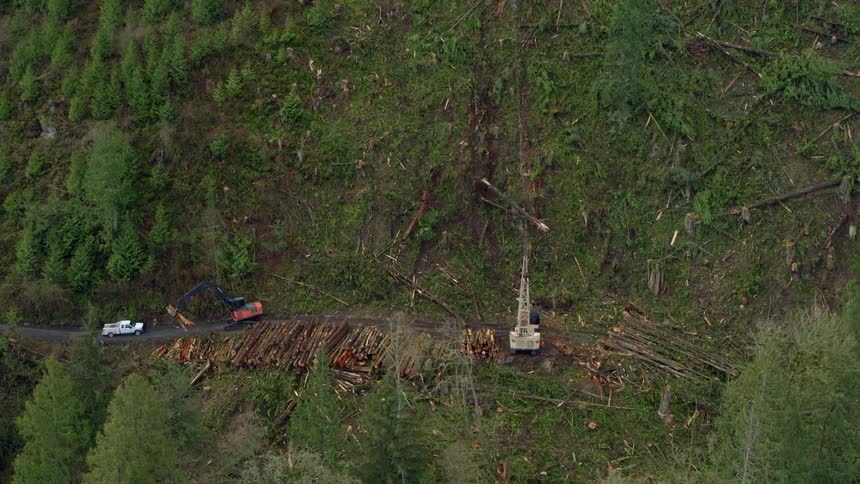 Logging machines moving fallen trees