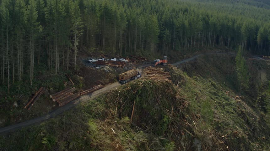A truck drives while carrying tree trunks