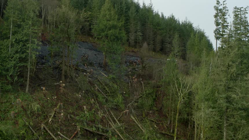 An aerial view of a tree falling during a deforestation effort