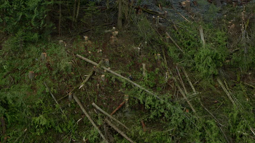 A branch breaks off a fallen tree in a forest with many fallen trees on the ground