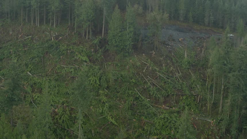 Rain falling on a forest hill slope that has had most trees chopped down