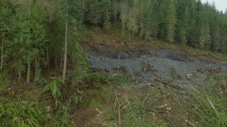 A tree falls forward on a hill slope which is littered with stumps and logs