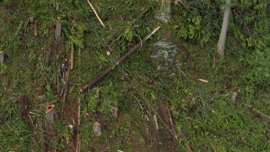 Loggers take a step back as a large log sways toward them before being pulled down the side of a hill littered with tree stumps