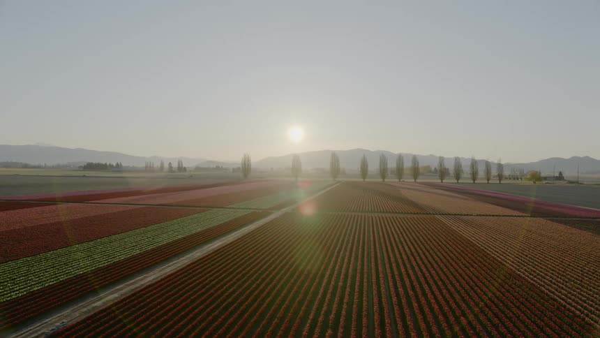 Aerial view of tulip fields at sunrise