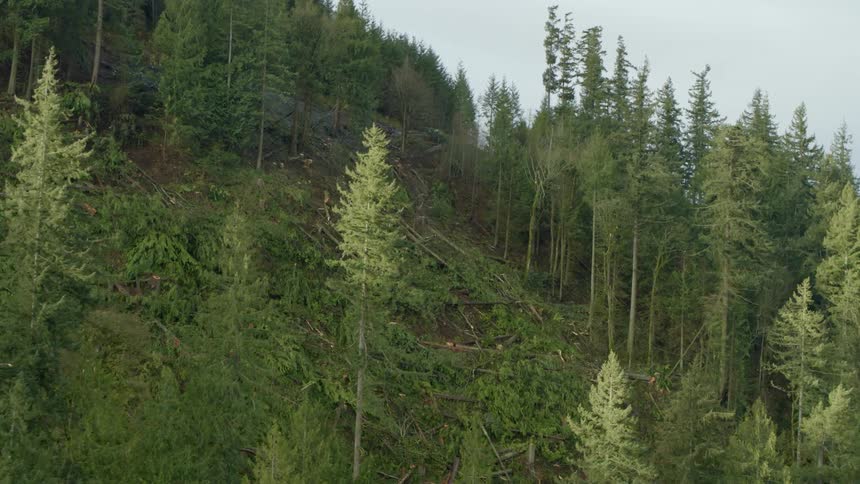 Fallen trees on a forest in the mountain and day