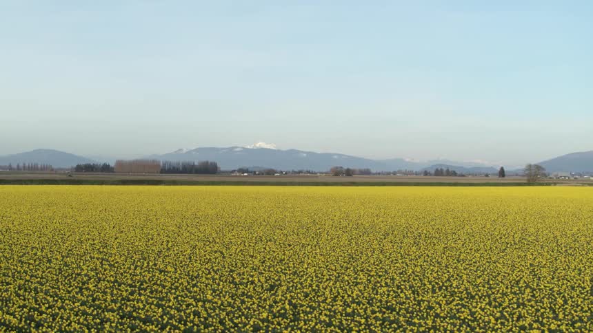A crop on a farm with the mountains in the distance