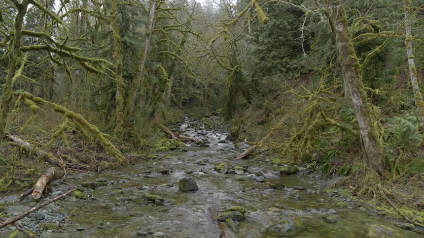 Clear water stream running through woods