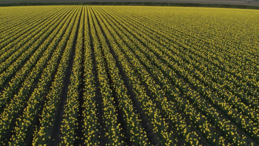 Aerial shot of a daffodils during the day