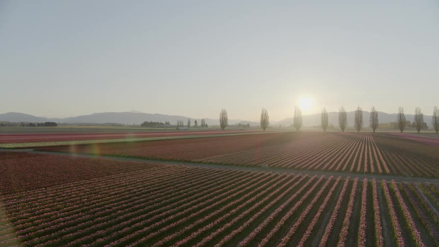 Aerial view of tulip fields at sunset