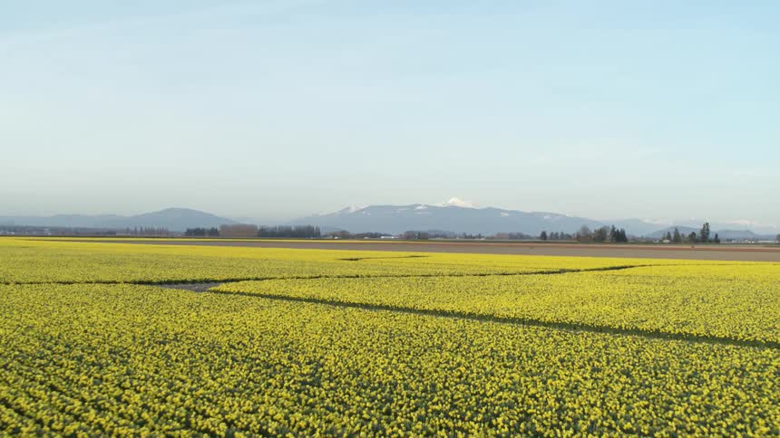 A field with yellow flowers with mountains in the background