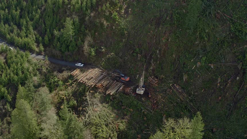 Large machines being used to stack lumber in a forest at the bottom of a slope