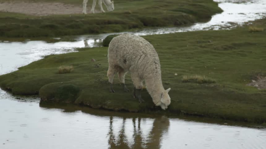 Llama are grazing grass by water as it rains