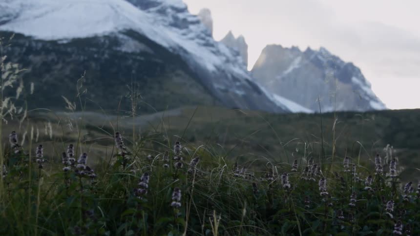 Flowers at the base of a mountain