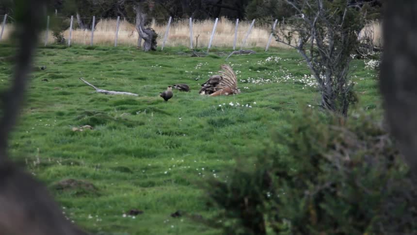 Birds are eating a carcass and walking across the grass
