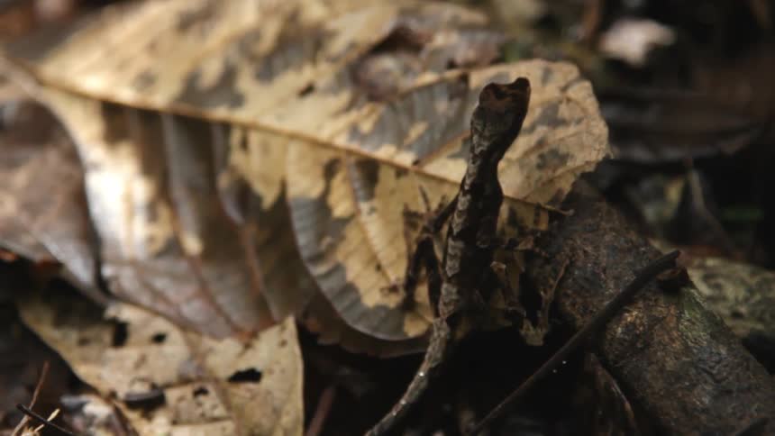 A lizard is standing on some leaves and twigs on the ground