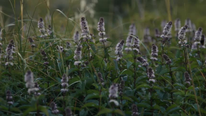 Close up of flowers growing in a field