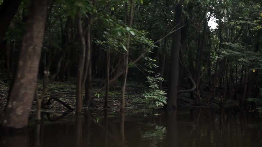 An empty forest has a stream of water running past it
