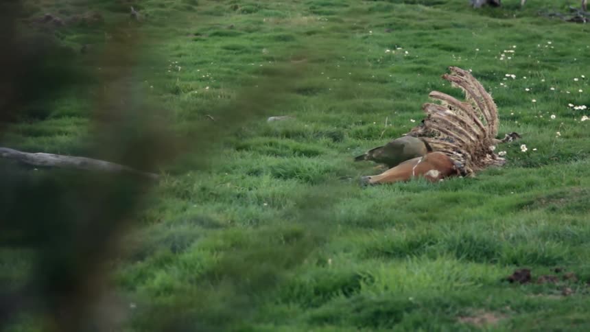 A bird is eating a dead animal in a field