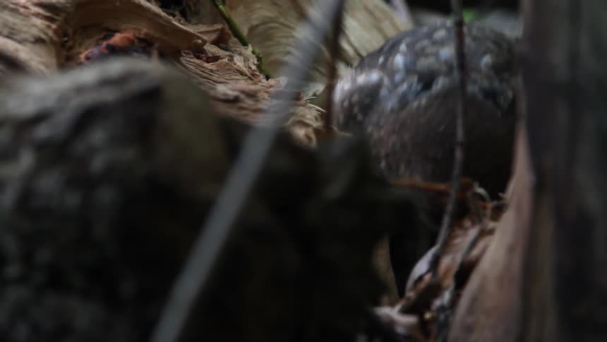 A sitting bird pulling off and eating meat