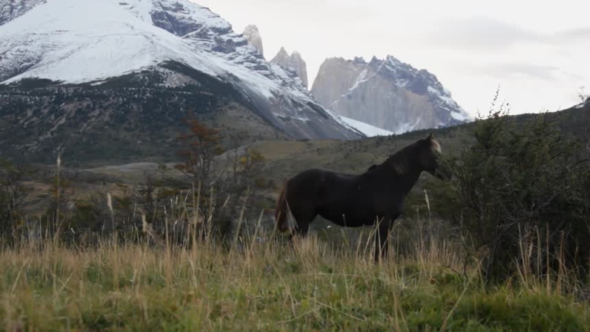 A horse is standing in a field by a mountain on a cloudy day