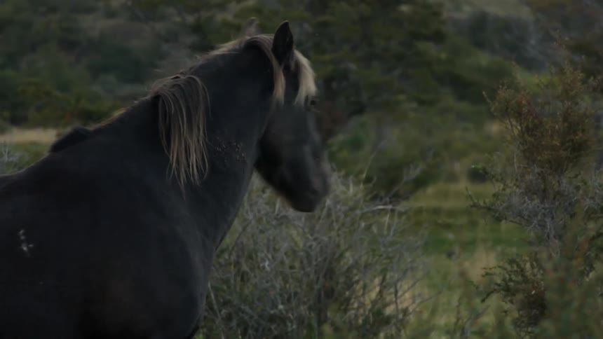 A horse stands in a field with shrubs and brush