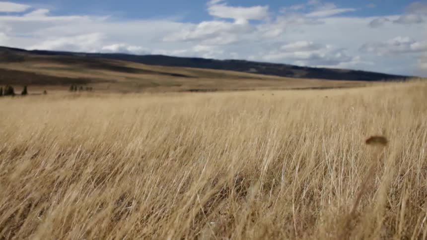 A field with yellow grass is blowing in the wind on a cloudy day
