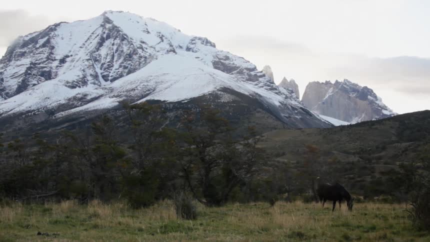 Animals are grazing on a field before a snow covered mountain
