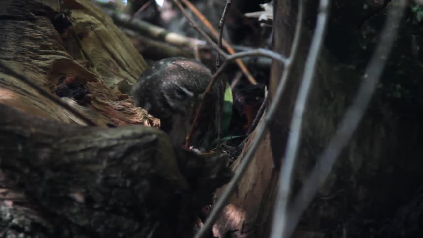 A bird eats while sitting in nest