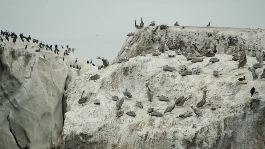 Birds sitting on large rocks by the water