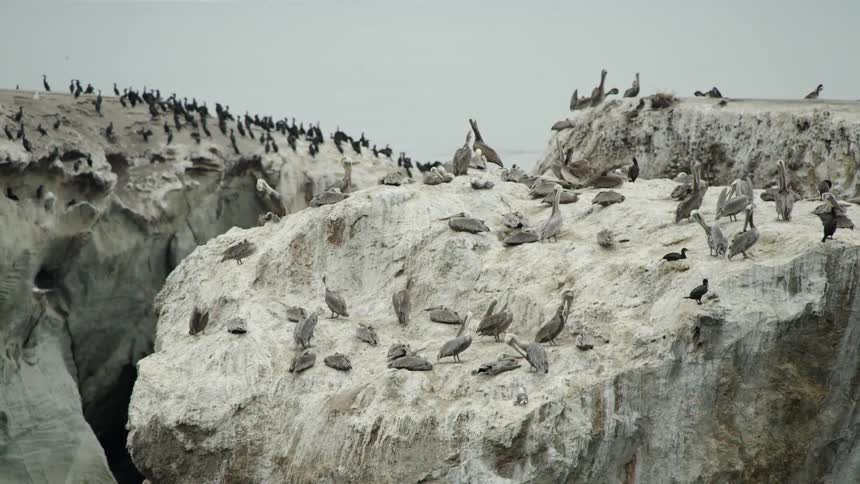 Brief or pod of pelicans resting on the rocks