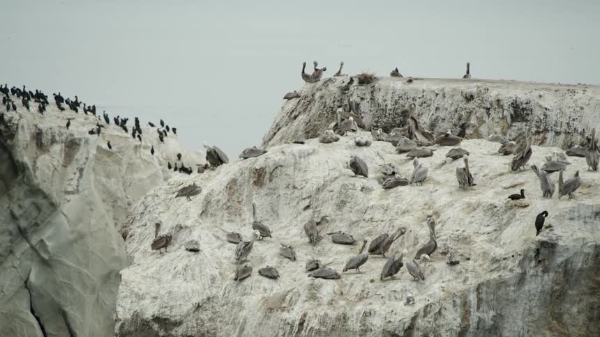 Birds resting on rocky cliffs on a cloudy day