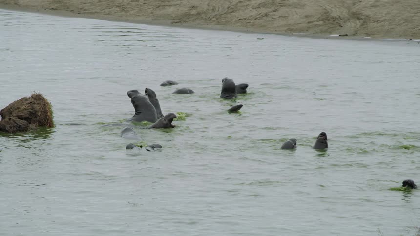Seals play in the water