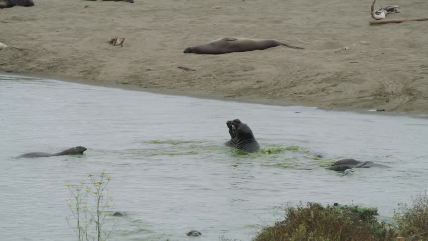 Elephant seals surge out of the water with open mouths and slap necks then submerge
