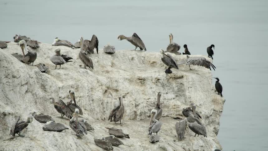 Birds perching on top of a cliff near the coast