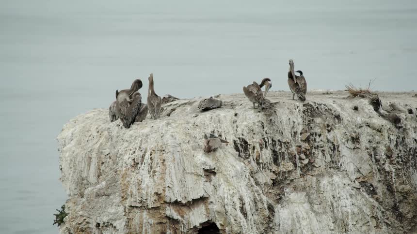 Pelicans on top of a rock