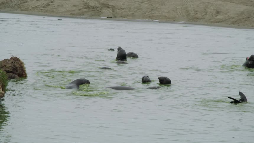 Sea lions splash in the sea